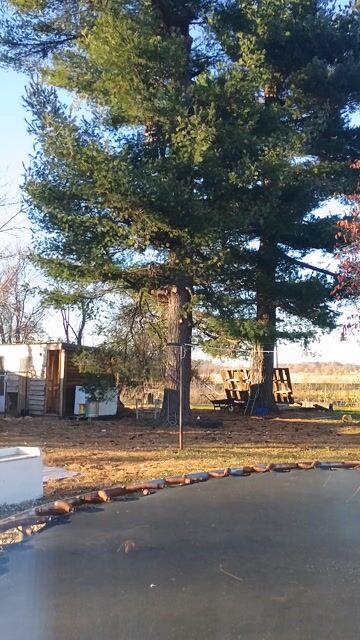 Tree Trimming Work